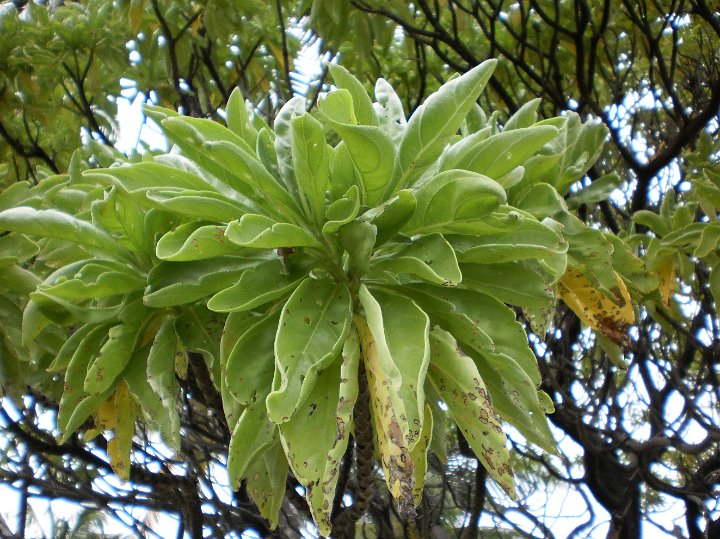 Octopus bush  Argusia argentea.JPG - Argusia argentea:  Octopus bush